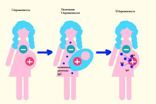 Антирезусный иммуноглобулин противопоказан ли больным сахарным диабетом Антирезусный иммуноглобулин противопоказан ли больным сахарным диабетом