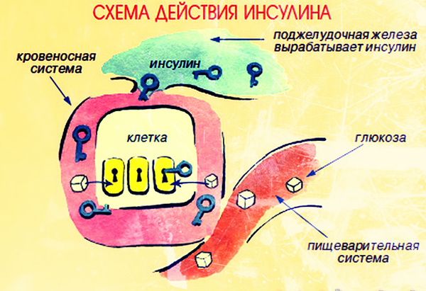 Первые признаки сахарного диабета Первые признаки сахарного диабета