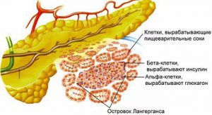 Какой орган вырабатывает инсулин в организме человека Какой орган вырабатывает инсулин в организме человека