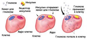 Какой орган вырабатывает инсулин в организме человека Какой орган вырабатывает инсулин в организме человека