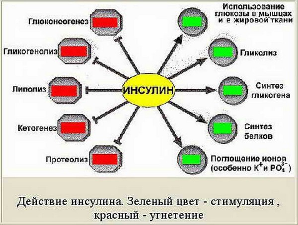 Гормон инсулин и его роль в организме