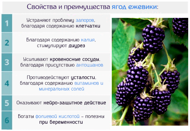 Рецепты из ежевики при сахарном диабете Рецепты из ежевики при сахарном диабете